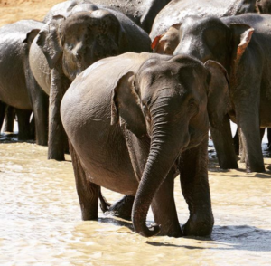 6 sept elefantes Viaje de aventura por Srilanka