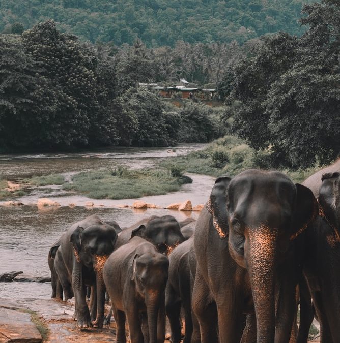 Sri Lanka, elefantes y té en el corazón del océano índico.